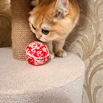 Игрушка для кошек Barbaks Клубок из пряжи 6см Розовый: отзыв пользователя. Зоомагазин Зоозавр