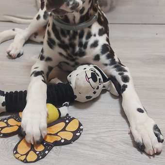 Игрушка для собак Barbaks Бабочка Анфиса шуршит 19м: отзыв пользователя. Зоомагазин Зоозавр