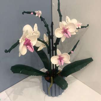 Конструктор LEGO Botanicals Orchid 608 дет.: отзыв пользователя Детский Мир