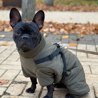 Комбинезон для собак и кошек Зоозавр: отзыв пользователя. Зоомагазин Зоозавр