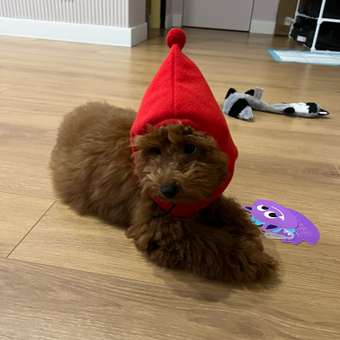 Корм для щенков ROYAL CANIN Junior миниатюрных пород 1.5кг: отзыв пользователя. Зоомагазин Зоозавр