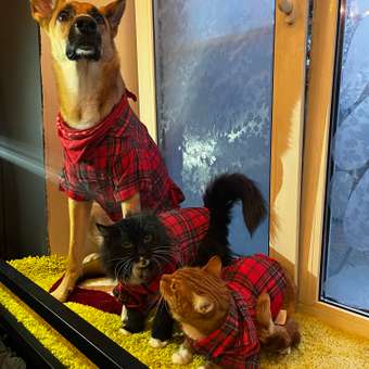 Рубашка для собак и кошек Зоозавр: отзыв пользователя. Зоомагазин Зоозавр