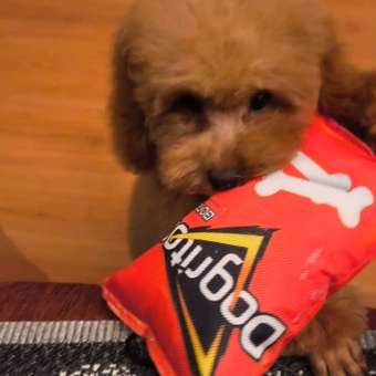 Игрушка для собак Barbaks Пачка чипсов пищит. шуршит 12.5*17см: отзыв пользователя. Зоомагазин Зоозавр