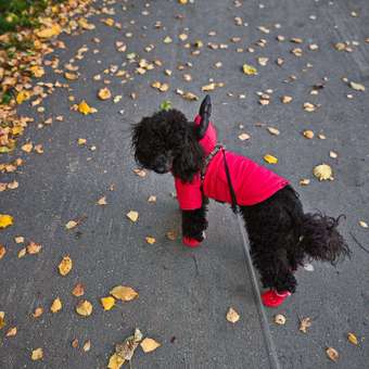 Куртка для собак Зоозавр: отзыв пользователя. Зоомагазин Зоозавр