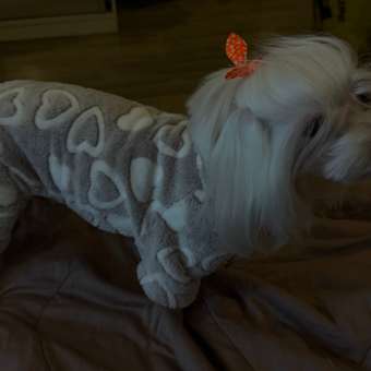 Комбинезон для собак и кошек Зоозавр: отзыв пользователя. Зоомагазин Зоозавр