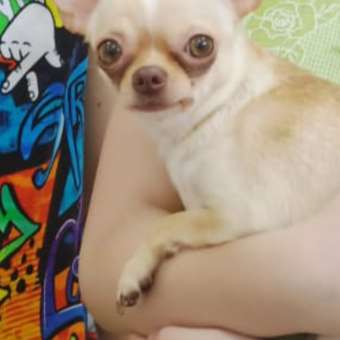 Корм для собак ROYAL CANIN породы чихуахуа 1.5кг: отзыв пользователя. Зоомагазин Зоозавр