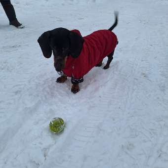 Куртка для собак Зоозавр красная 50: отзыв пользователя. Зоомагазин Зоозавр