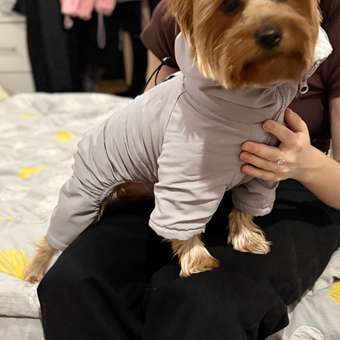 Комбинезон для собак и кошек Зоозавр: отзыв пользователя. Зоомагазин Зоозавр