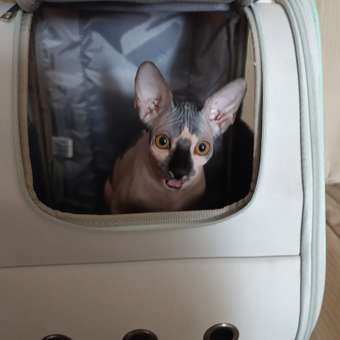 Сумка-рюкзак для животных Triol Travel Тиффани 320*280*370мм: отзыв пользователя. Зоомагазин Зоозавр