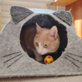 Корм для кошек GRANDORF FRESH Fresh Cat Adult Duck/Sweet Potato 400г свежее мясо утки с бататом беззерн с жив пробиотиками: отзыв пользователя. Зоомагазин Зоозавр