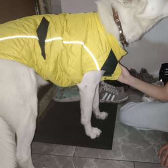 Жилет для собак Zoozavr жёлтый 65: отзыв пользователя. Зоомагазин Зоозавр