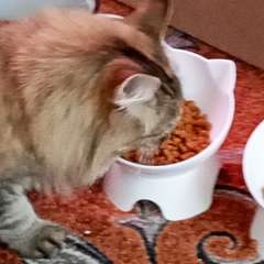 Фото отзыва 10667406