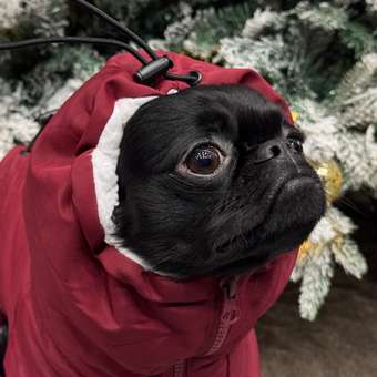 Комбинезон для собак и кошек Зоозавр: отзыв пользователя. Зоомагазин Зоозавр