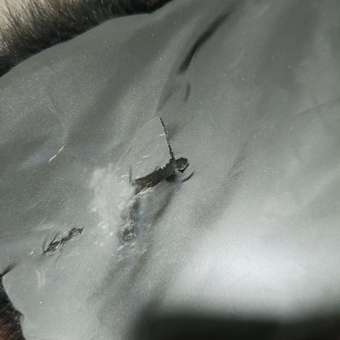 Шапка-ушанка Futurino: отзыв пользователя Детский Мир