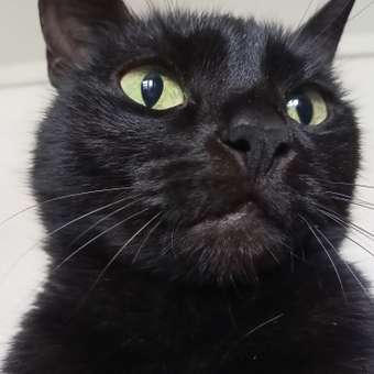 Корм для кошек Brit Кеа 85г привередливых утка и брусника соус пауч: отзыв пользователя. Зоомагазин Зоозавр