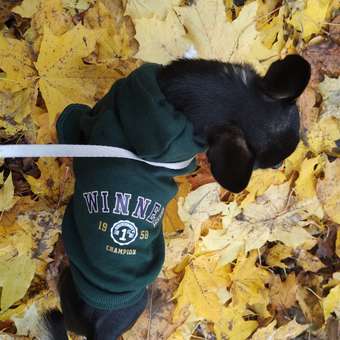 Толстовка для собак и кошек Зоозавр: отзыв пользователя. Зоомагазин Зоозавр