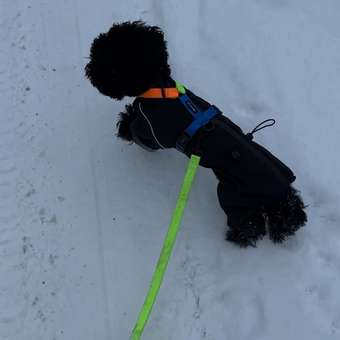 Комбинезон для собак и кошек Зоозавр: отзыв пользователя. Зоомагазин Зоозавр