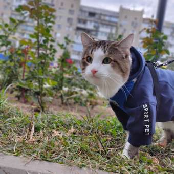 Толстовка для собак и кошек Зоозавр: отзыв пользователя. Зоомагазин Зоозавр