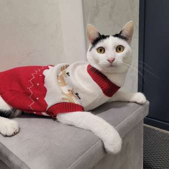 Джемпер для собак и кошек Зоозавр: отзыв пользователя. Зоомагазин Зоозавр