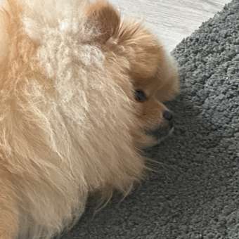 Корм сухой для собак PRO PLAN SENSITIVE DIGESTION 700г с ягненком для мелких пород: отзыв пользователя. Зоомагазин Зоозавр