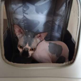 Сумка-рюкзак для животных Triol Travel Тиффани 320*280*370мм: отзыв пользователя. Зоомагазин Зоозавр