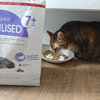Корм сухой для кошек ROYAL CANIN Sterilised 3.5кг пожилых стерилизованных: отзыв пользователя. Зоомагазин Зоозавр