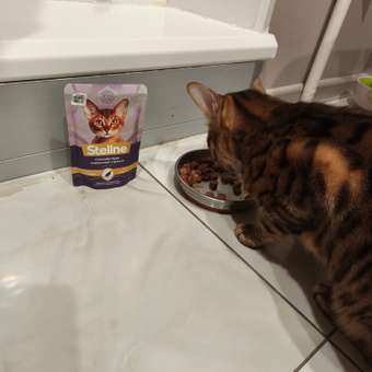 Корм для кошек Steline 85г для стерилизованных перепелка-печеное яблоко в желе: отзыв пользователя. Зоомагазин Зоозавр