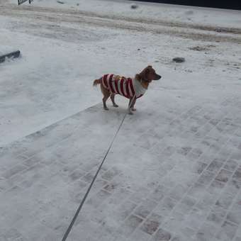 Джемпер для собак и кошек Зоозавр: отзыв пользователя. Зоомагазин Зоозавр