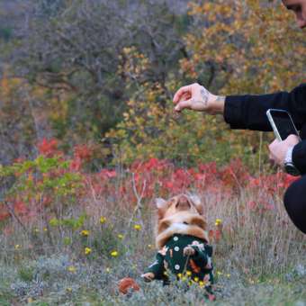 Кардиган для собак и кошек Зоозавр: отзыв пользователя. Зоомагазин Зоозавр