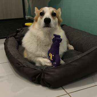 Игрушка для собак Barbaks Кракозябра с пищалкой латекс 17см: отзыв пользователя. Зоомагазин Зоозавр