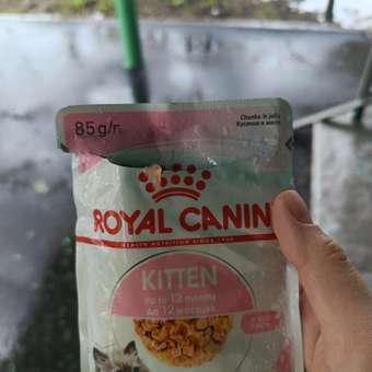 Корм влажный для котят ROYAL CANIN Kitten Instictive 85г желе пауч 77850: отзыв пользователя. Зоомагазин Зоозавр