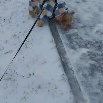 Комбинезон для собак PIFPAF DOG: отзыв пользователя. Зоомагазин Зоозавр