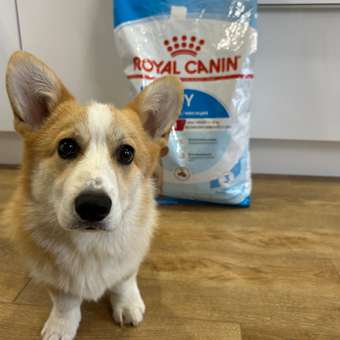 Корм для щенков ROYAL CANIN Medium Puppy средних пород 14кг: отзыв пользователя. Зоомагазин Зоозавр