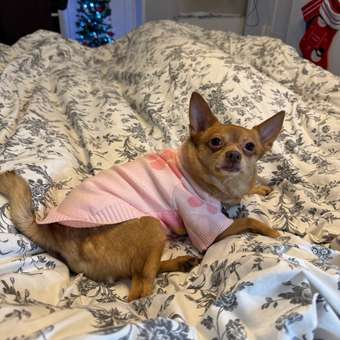 Кардиган для собак Зоозавр: отзыв пользователя. Зоомагазин Зоозавр