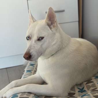 Шампунь для собак и кошек Doctor VIC Professional для белой шерсти 250мл: отзыв пользователя. Зоомагазин Зоозавр