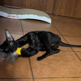 Игрушка для кошек Barbaks Barbaks Метелка с бубенчиком и натуральными перьями 21см: отзыв пользователя. Зоомагазин Зоозавр