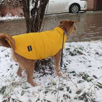 Жилет для собак и кошек Зоозавр: отзыв пользователя. Зоомагазин Зоозавр