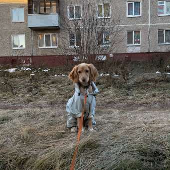 Дождевик-комбинезон для собак Zoozavr голубой 45: отзыв пользователя. Зоомагазин Зоозавр