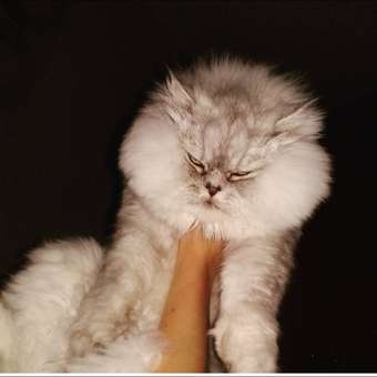 Корм для кошек ROYAL CANIN Renal RF23 лечение заболеваний почек 2кг: отзыв пользователя. Зоомагазин Зоозавр