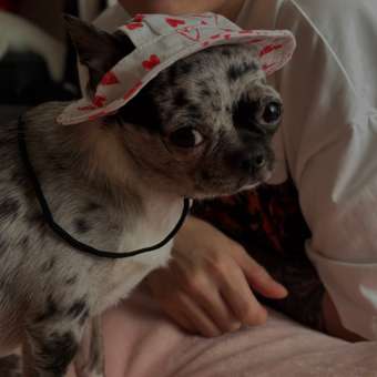 Панама для собак Зоозавр: отзыв пользователя. Зоомагазин Зоозавр