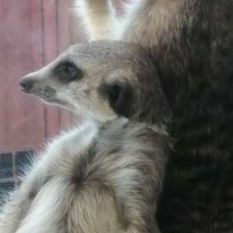 Капли инсектоакарицидные для котят и кошек Apicenna Дана Ультра до 4кг 0.32мл: отзыв пользователя. Зоомагазин Зоозавр