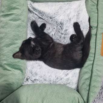 Лежанка Barbaks М 50*40*15см прямоугольная однотонная с бортиком и съемной подушкой Зелёная: отзыв пользователя. Зоомагазин Зоозавр