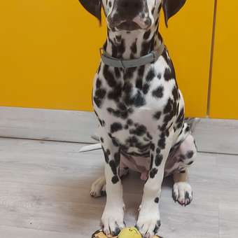 Игрушка для собак Barbaks Бабочка Анфиса шуршит 19м: отзыв пользователя. Зоомагазин Зоозавр