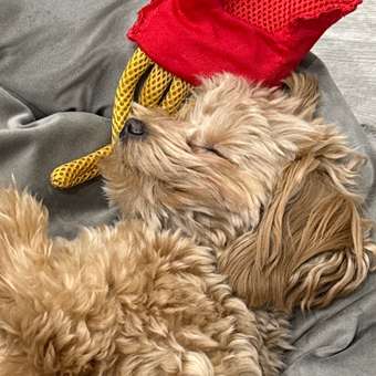 Игрушка для собак Triol Картофель фри Красный: отзыв пользователя. Зоомагазин Зоозавр