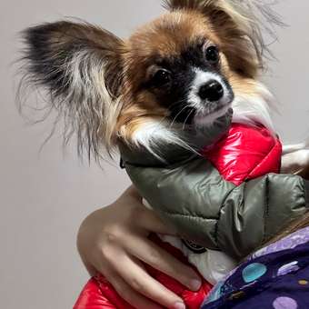 Куртка для собак PIFPAF DOG: отзыв пользователя. Зоомагазин Зоозавр