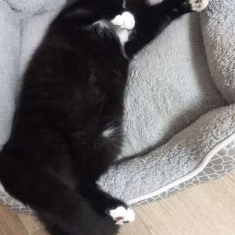 Корм сухой для кошек PRO PLAN Optirenal 400г лосось: отзыв пользователя. Зоомагазин Зоозавр