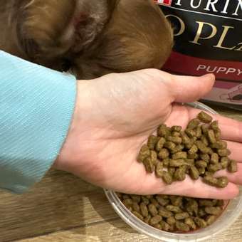 Корм для щенков PRO PLAN средних пород с чувствительной кожей с комплексом Optiderma лосось c рисом 3кг: отзыв пользователя. Зоомагазин Зоозавр