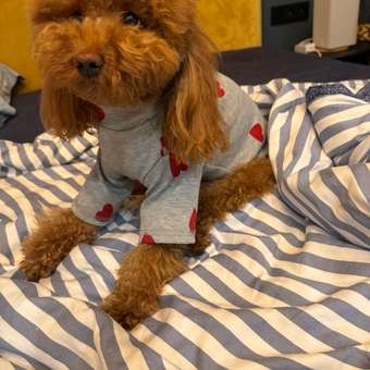 Водолазка для собак Зоозавр: отзыв пользователя. Зоомагазин Зоозавр