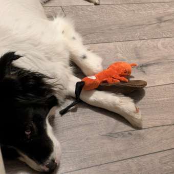 Игрушка для собак Barbaks Жук мягкий пищит 16*19 см: отзыв пользователя. Зоомагазин Зоозавр