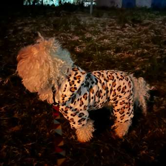 Комбинезон для собак и кошек Зоозавр: отзыв пользователя. Зоомагазин Зоозавр